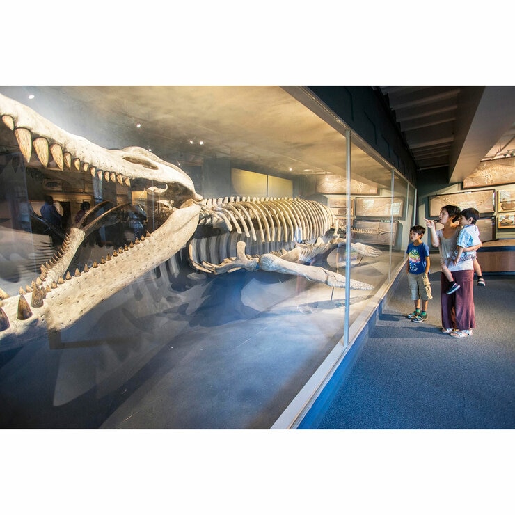 Harvard Museum of Natural History Harvard Museum of Natural History