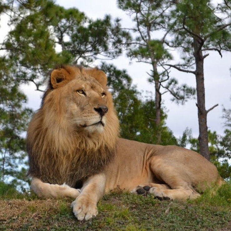 Lion Country Safari Lion Country Safari