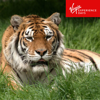 Virgin Experience Days Weekday Big Cat Encounter at the Big Cat Sanctuary for One Person (16 Years +)