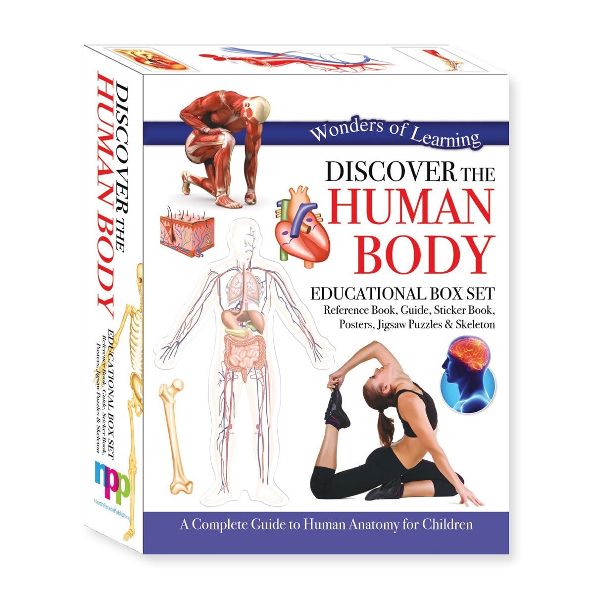 Human Body