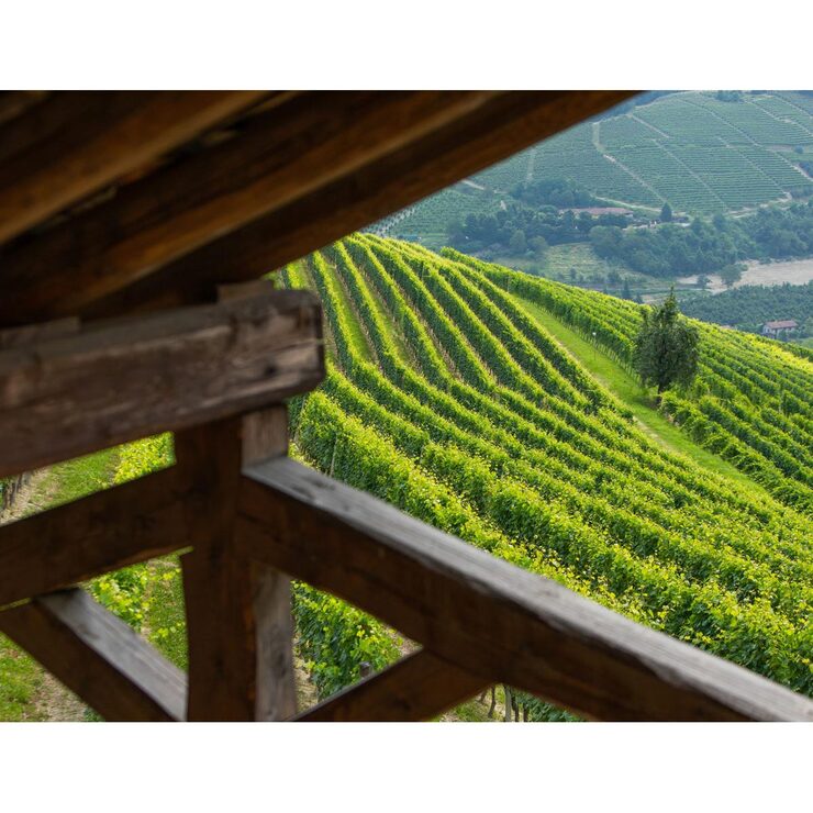 Tenuta Cucco Barolo del Comune di Serralunga d'Alba 2019, 75cl Tenuta Cucco Barolo del Comune di Serralunga d'Alba 2019, 75cl