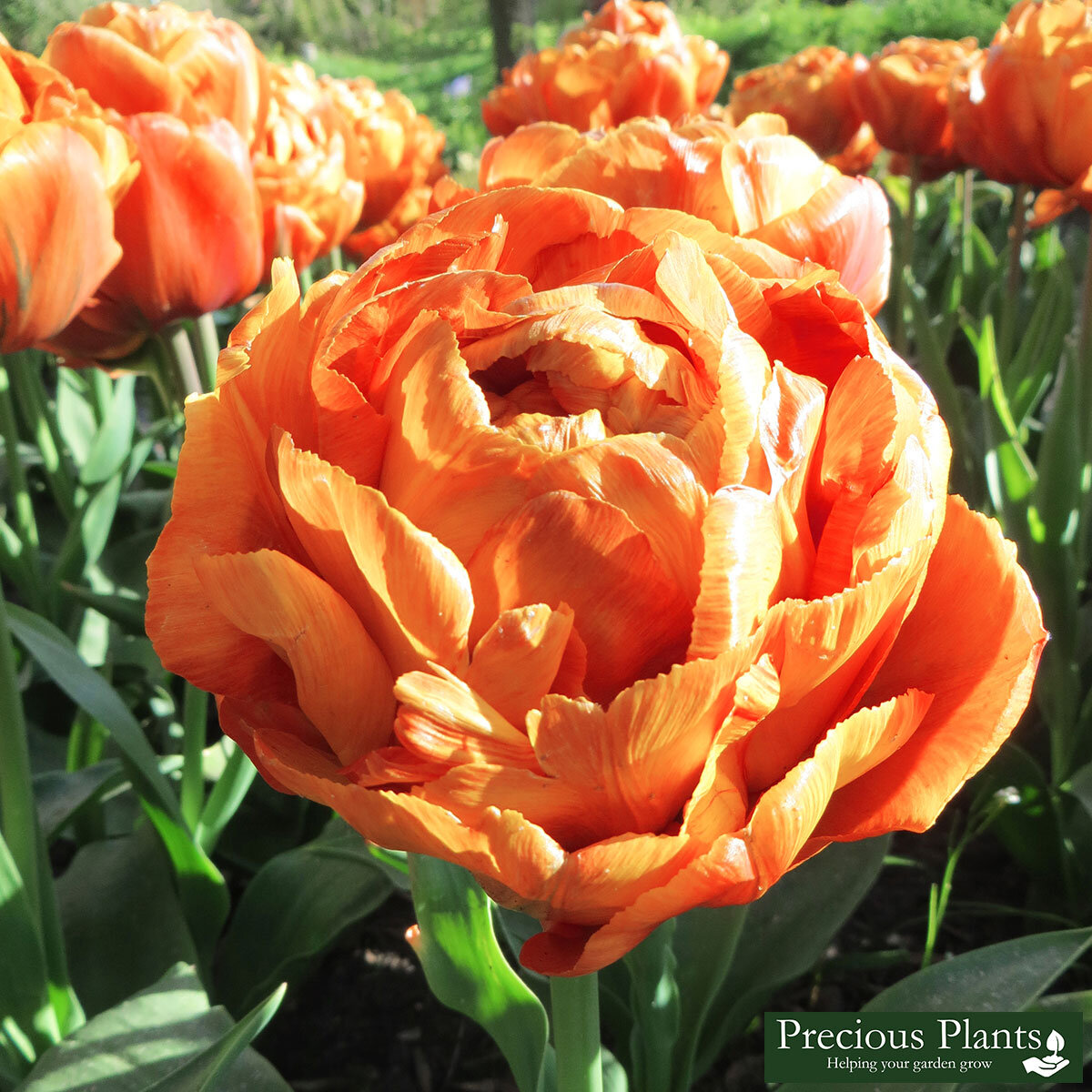 ColourChanging Double Tulip Gudoshnik, 50 Bulbs Costco UK