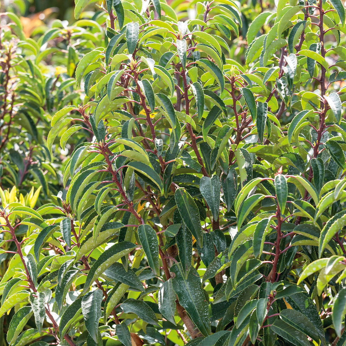 Prunus Lusitanica