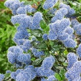 Ceanothus Yankee Point