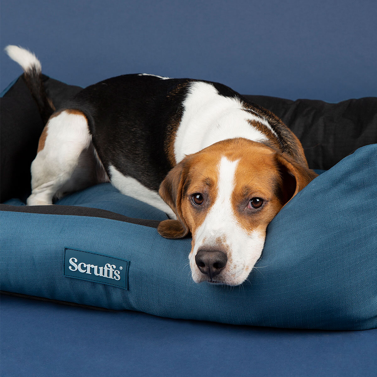 Dog Lying in Bed