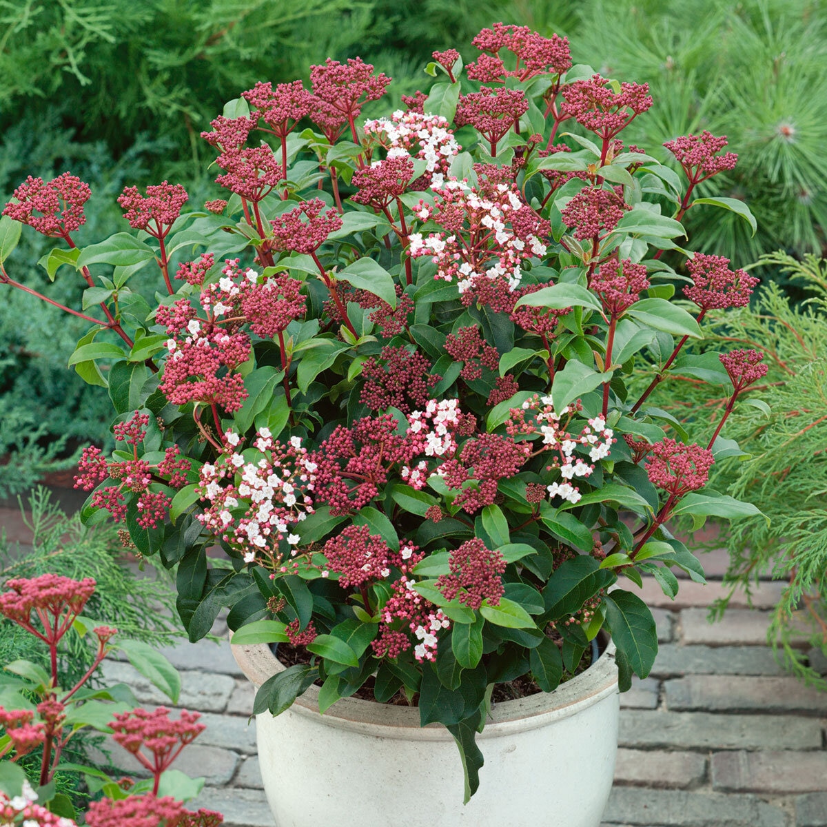 Viburnum Lisa Rose