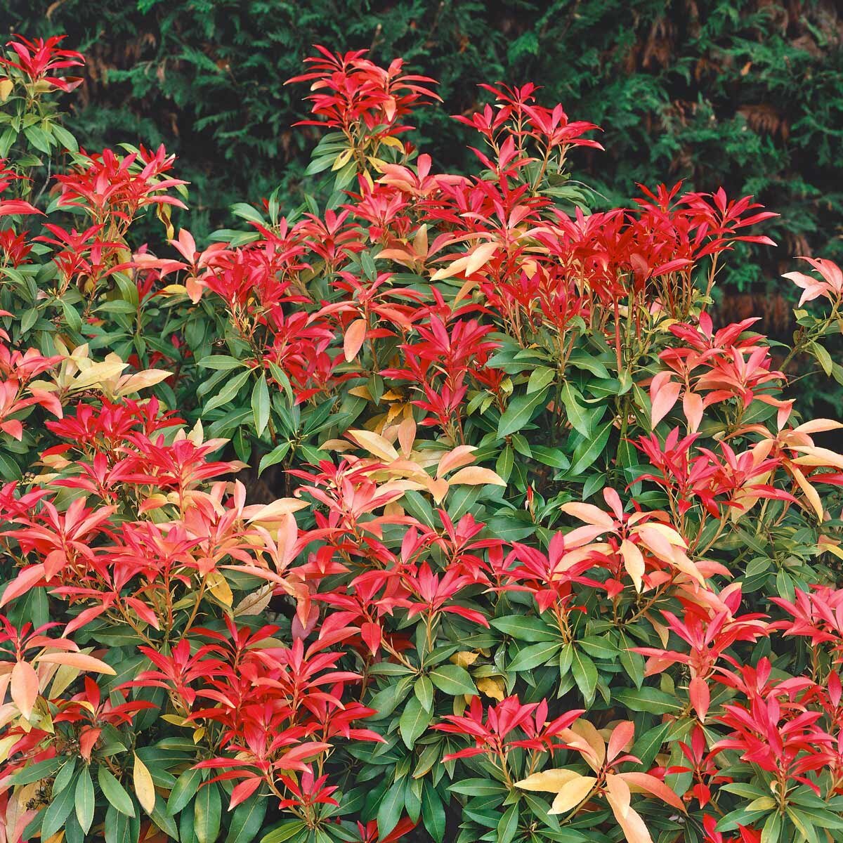 Pieris Forest Flame