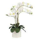 Artificial Orchid in Ribbed Ceramic Pot, White