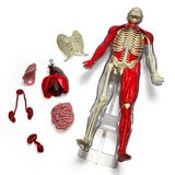 Buy Squishy Human Body Feature2 Image at Costco.co.uk