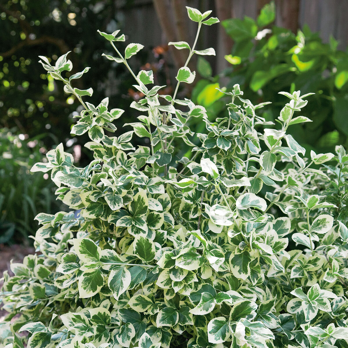 Euonymus Emerald Gaiety