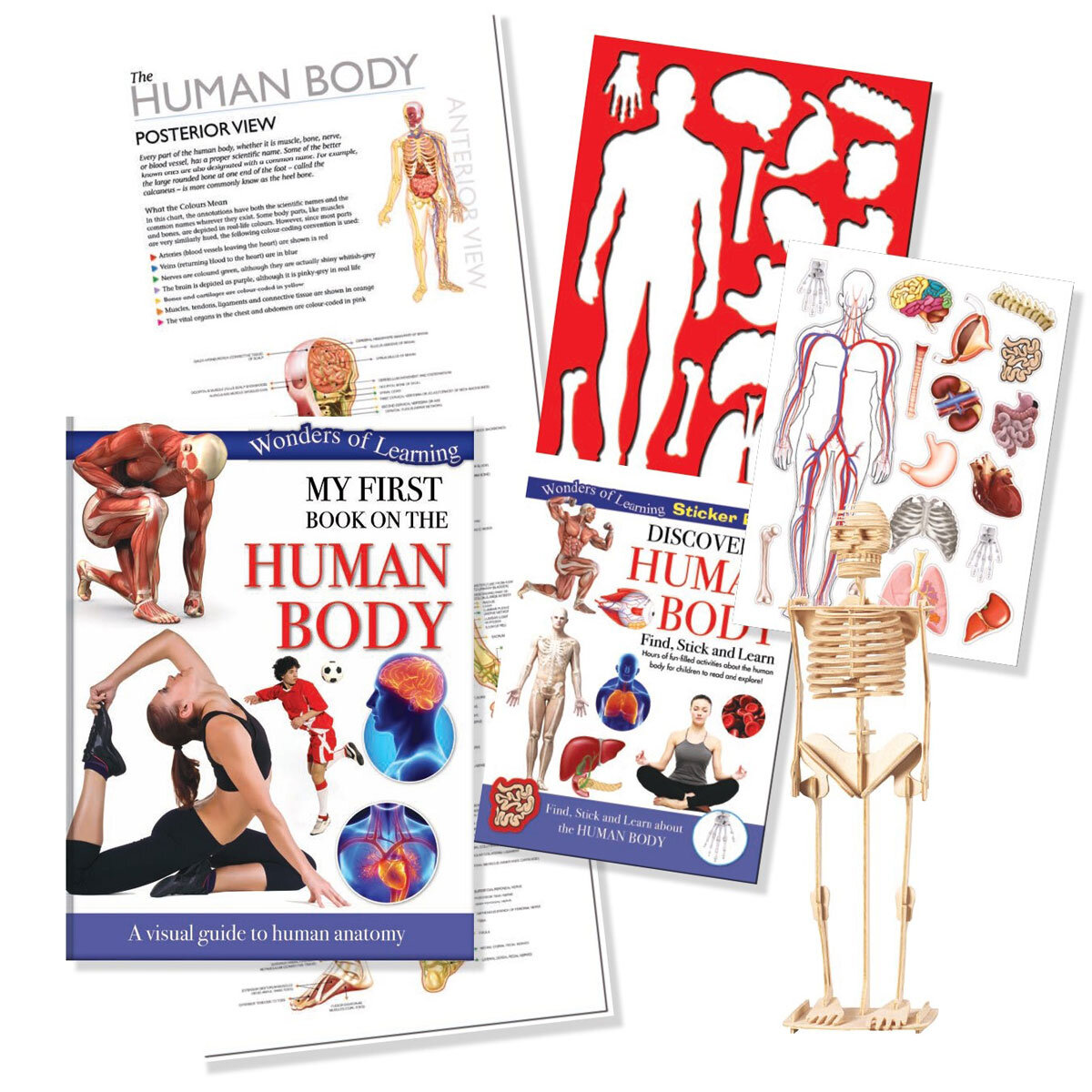 Human Body