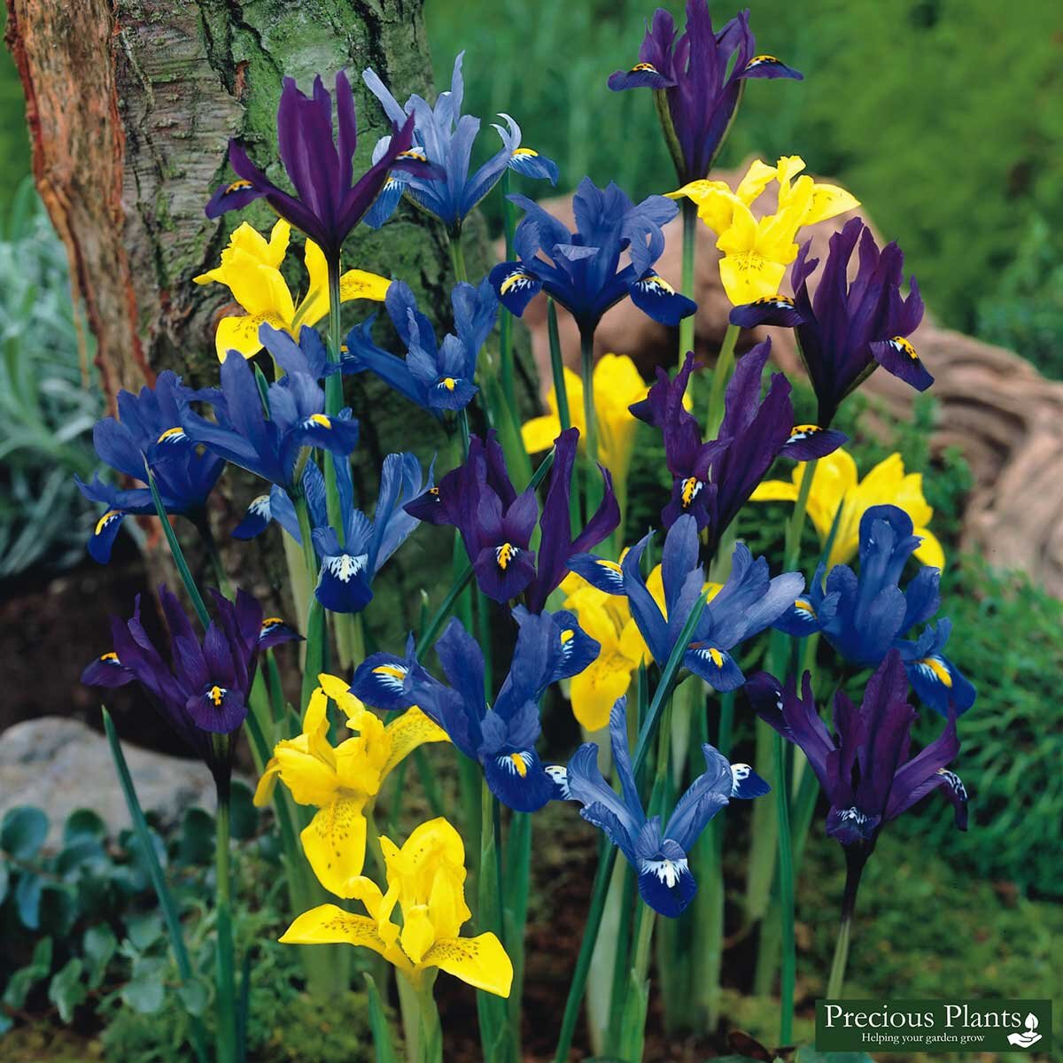 Dwarf Iris Mixed, 200 Bulbs 