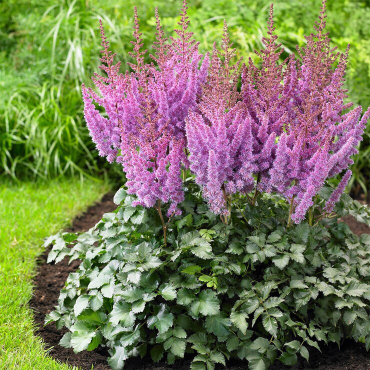 Astilbe & Hosta Shade Garden Collection, 24 Bulbs | Costco UK