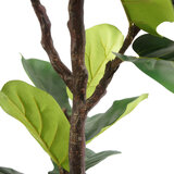6.5’ Slim Fig Tree