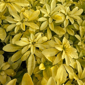 Choisya Sundance Potted Evergreen Shrub