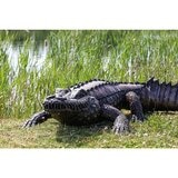 7ft Crocodile