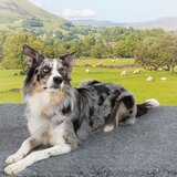 Dog on Mat