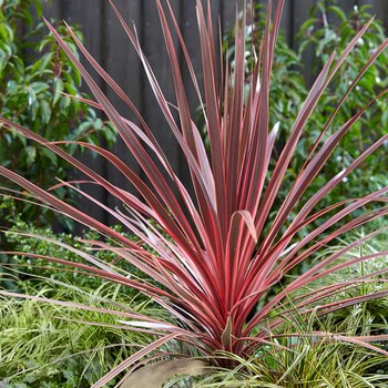 Cordyline Charlie Boy Potted Evergreen Shrub