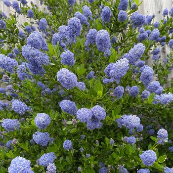 Ceanothus Yankee Point Potted Evergreen Shrub