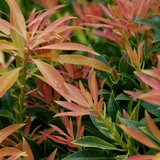 Pieris Forest Flame Evergreen Shrub, 4 x 4.5L Pots