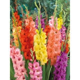 Mixed Gladioli, 90 Bulbs