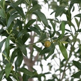 Artificial 8ft Olive Tree in Planter Artificial 8ft Olive Tree in Planter