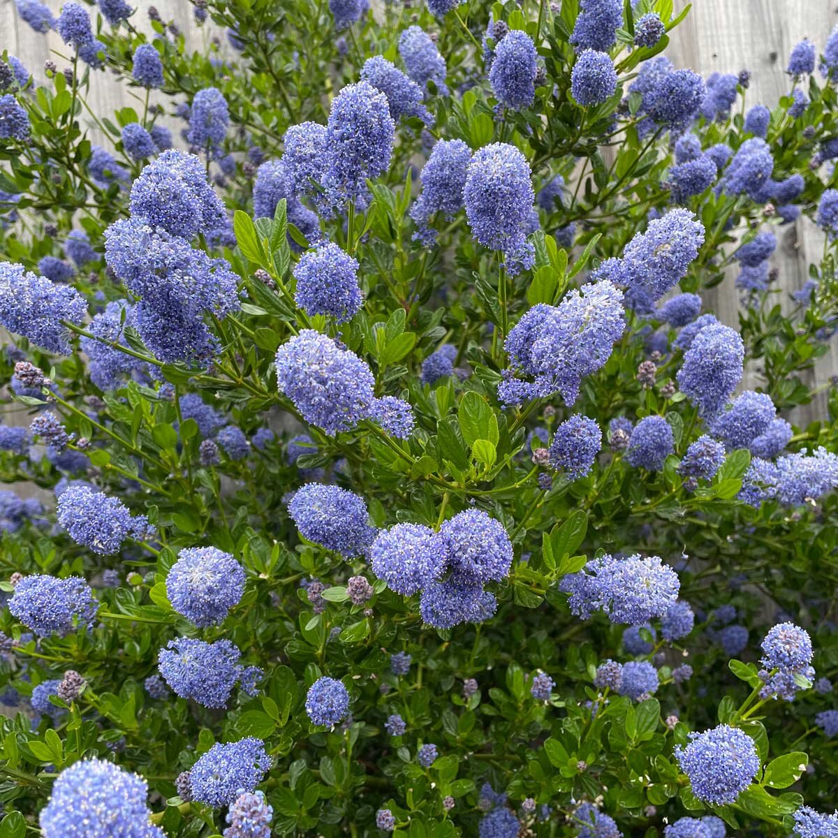 Ceanothus Yankee Point