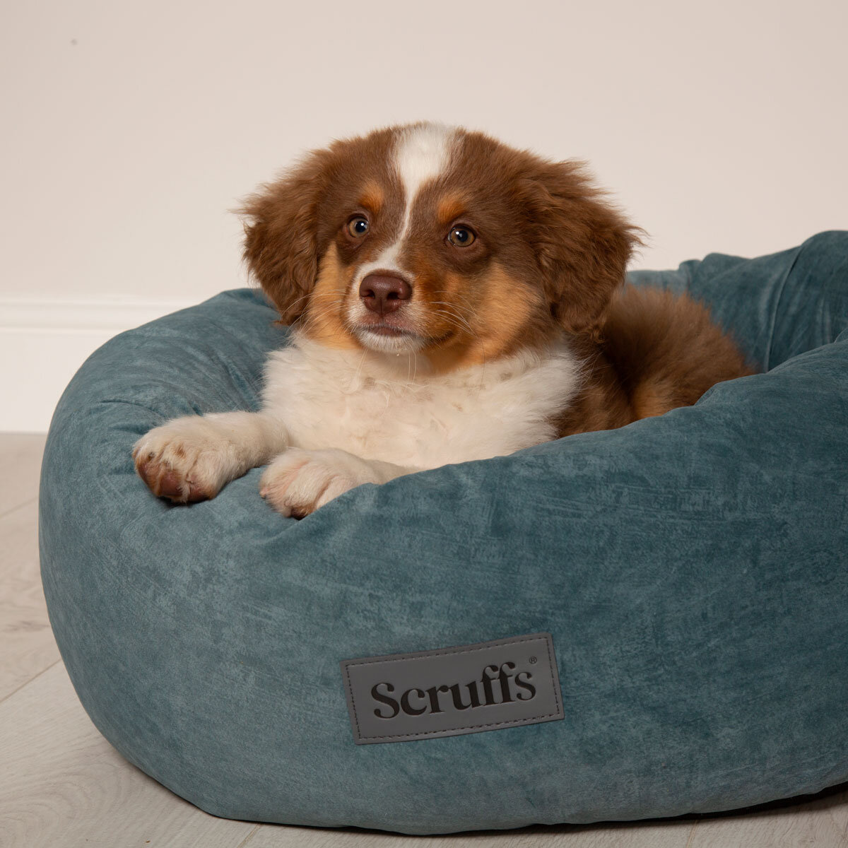 Dog on Teal Bed