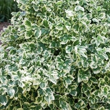 Euonymus Emerald Gaiety