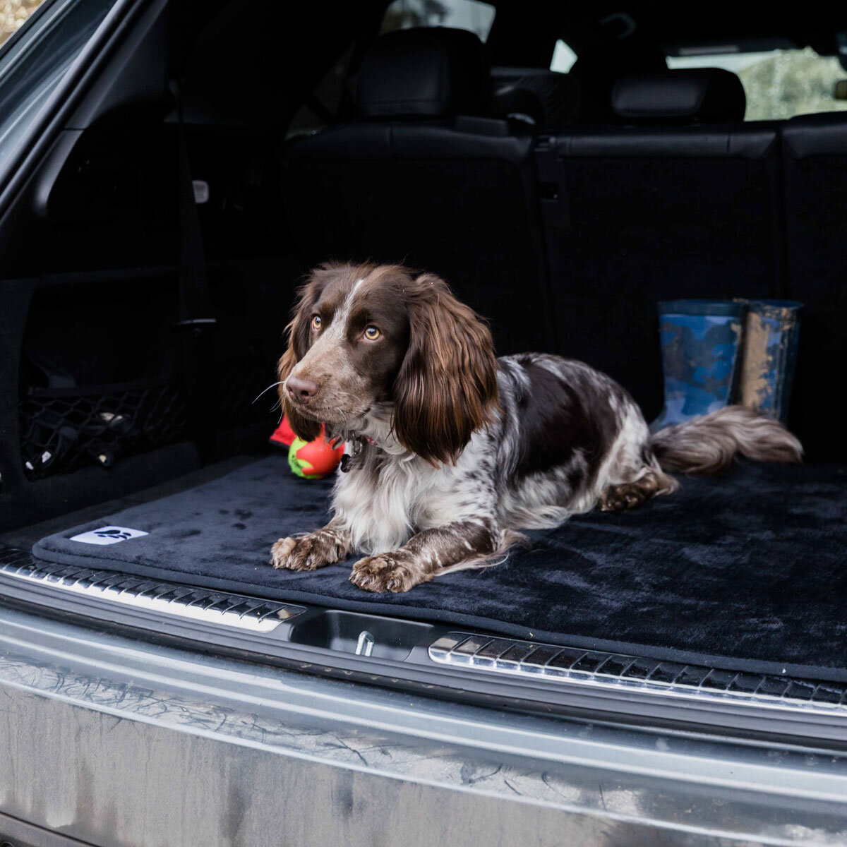 Dog in Boot of Car on Pad