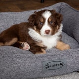 Close up image of dog sitting on pet bed in living room setting