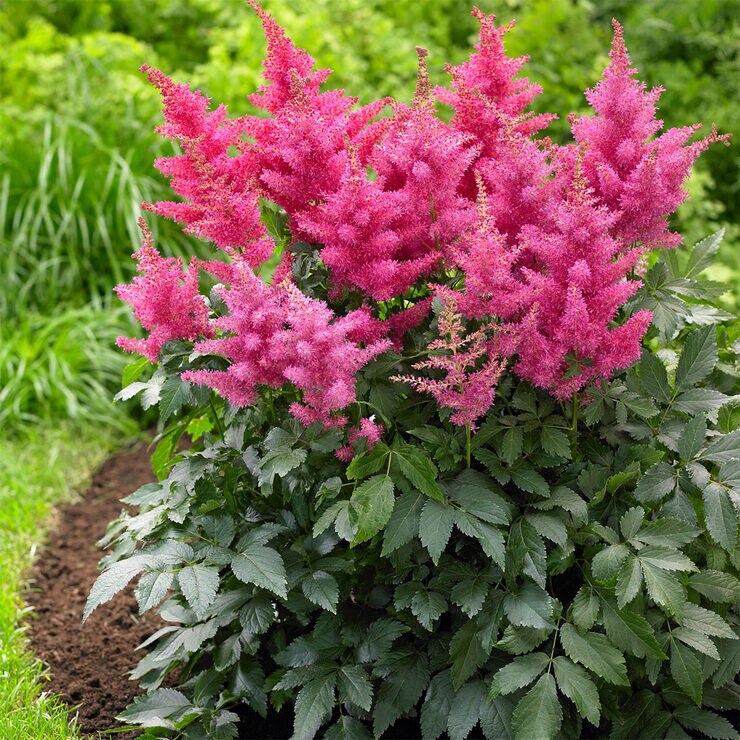 Astilbe & Hosta Shade Garden Collection, 24 Bulbs | Costco UK