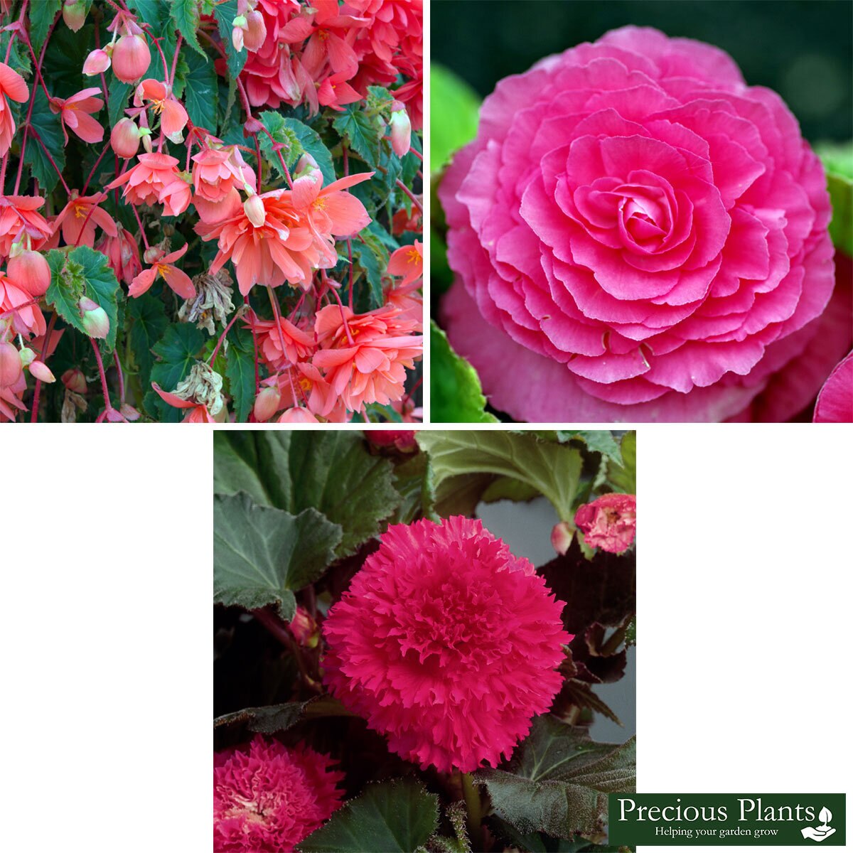 Pink Begonia Collection, 30 Tubers | Costco UK