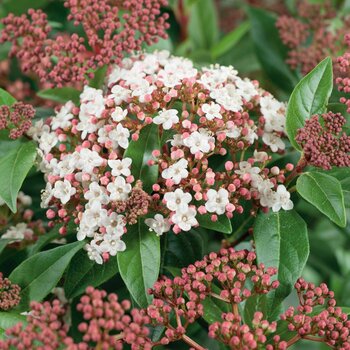 Vibernum Tinus Potted Evergreen Shrub