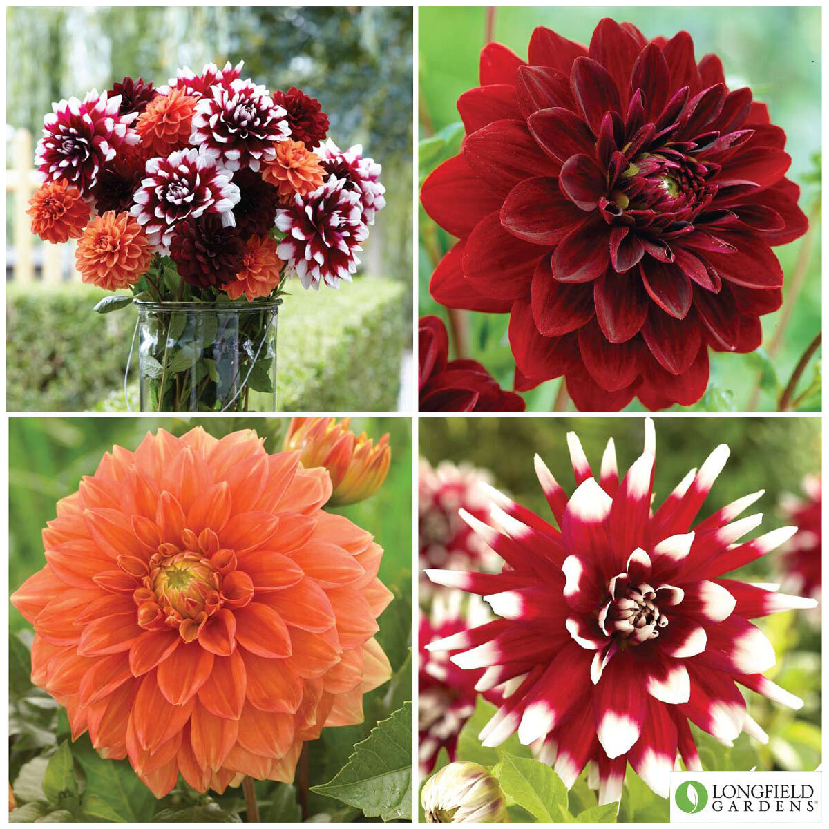 Dahlia Cherry Berry Collection, 15 Bulbs | Costco UK