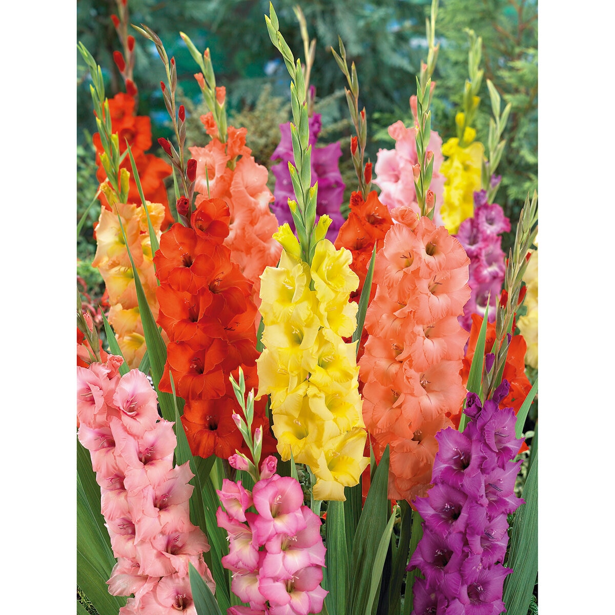 Mixed Gladioli, 90 Bulbs