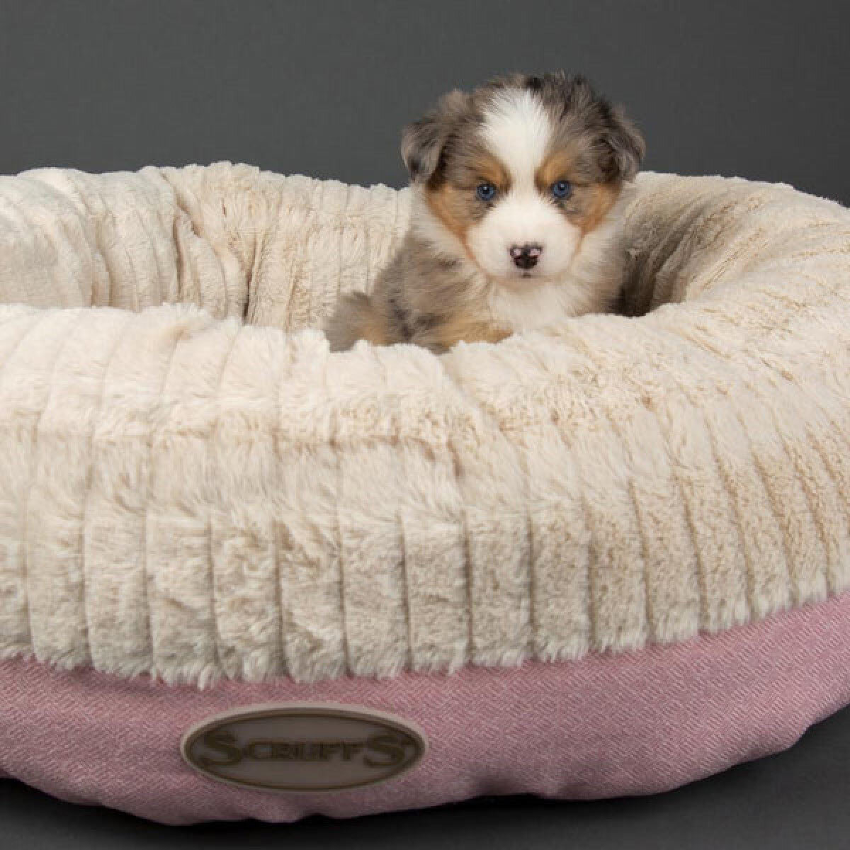 Lifestyle image of pink bed with dog resting