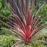 Cordyline Charlie Boy