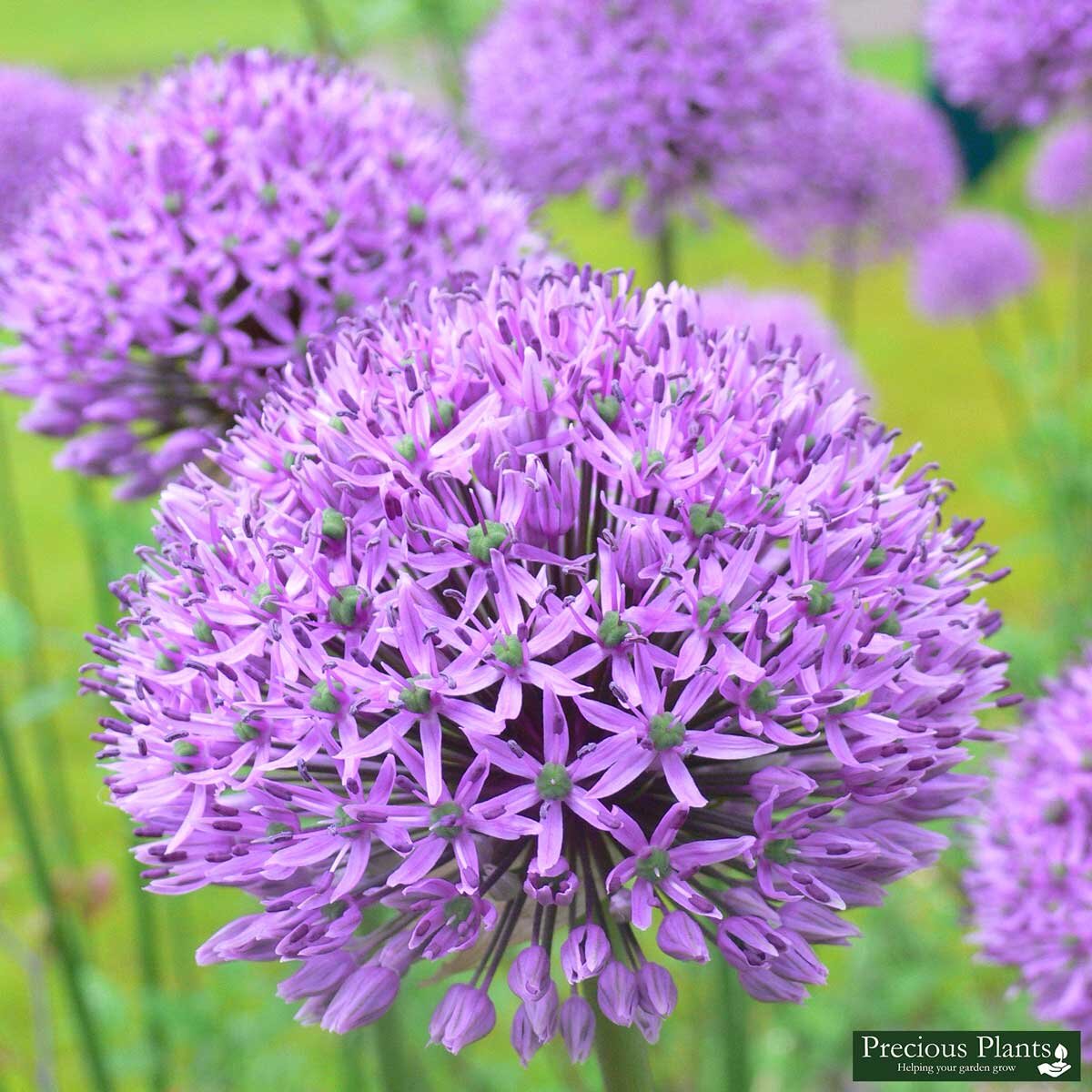 Allium Purple Sensations, 50 Bulbs | Costco UK