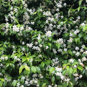 Trachelospermum Jasminoides Potted Evergreen Climber