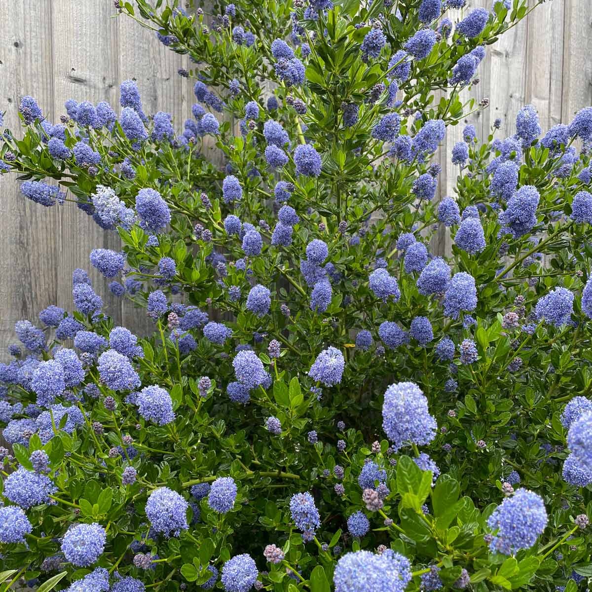 Ceanothus Yankee Point