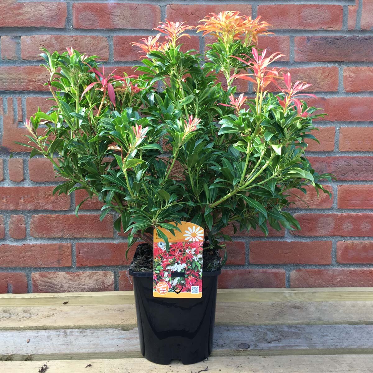 Pieris Forest Flame Evergreen Shrub, 4 x 4.5L Pots