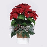 Poinsettia centrepiece