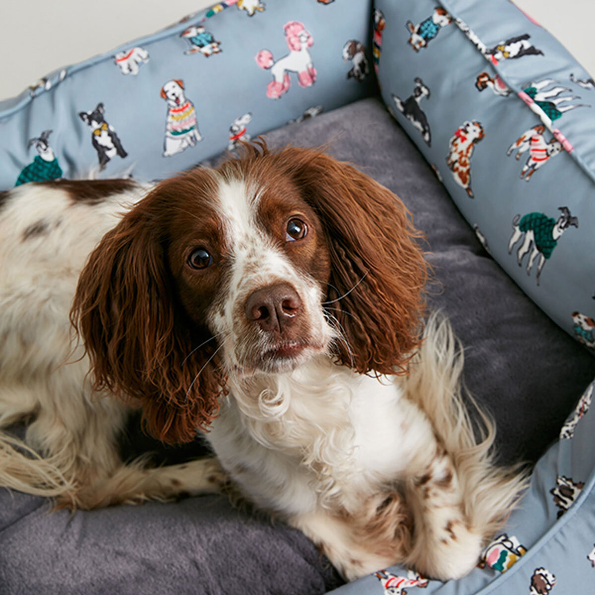 Spaniel in the pet bed