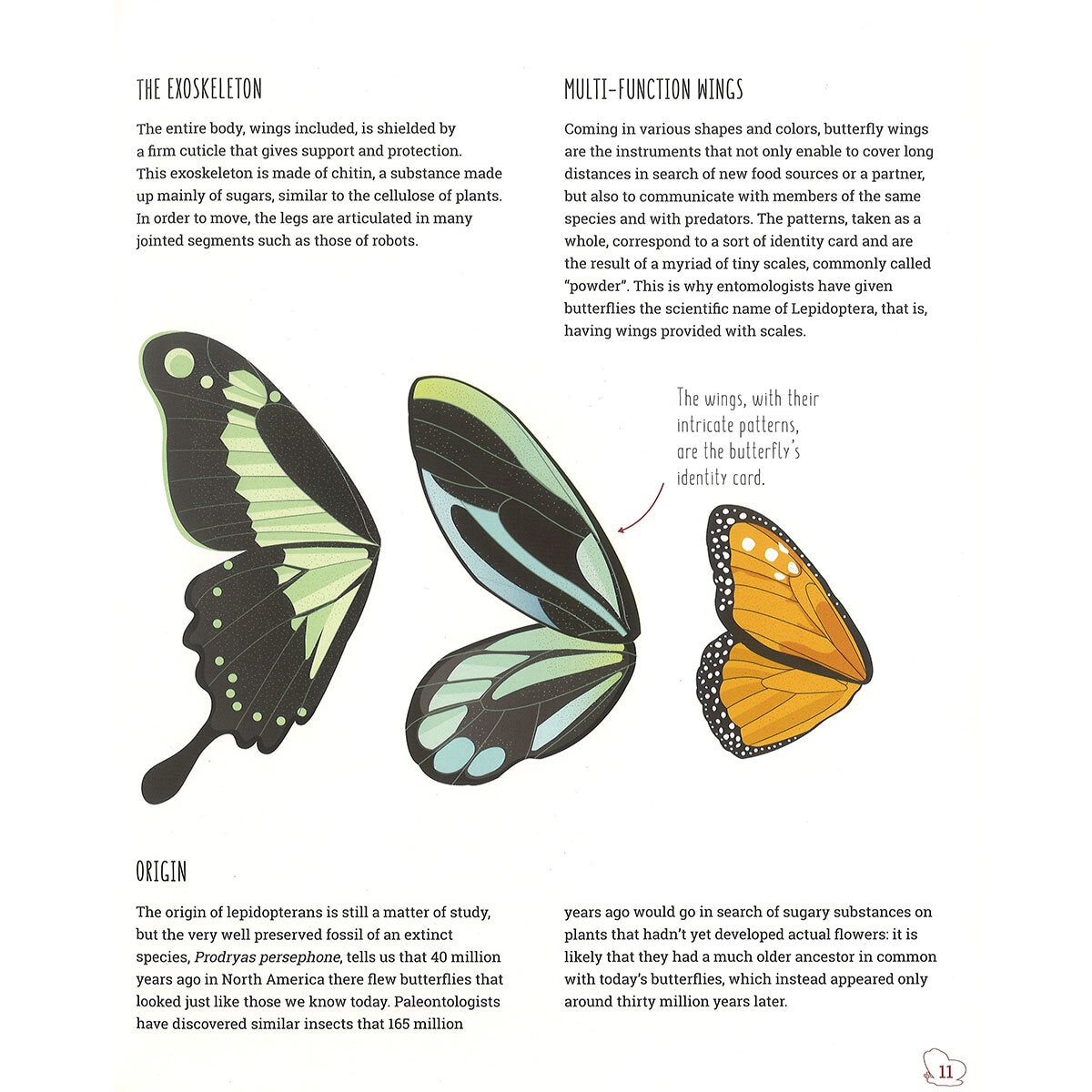 page spread butterfly