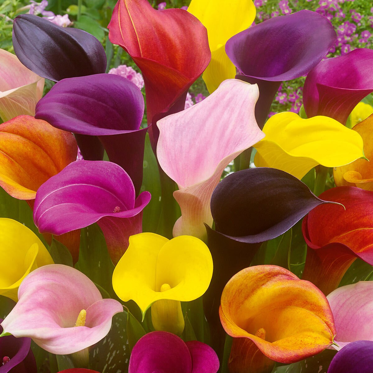 large-flowering-calla-lily-collection-12-bulbs-costco-uk