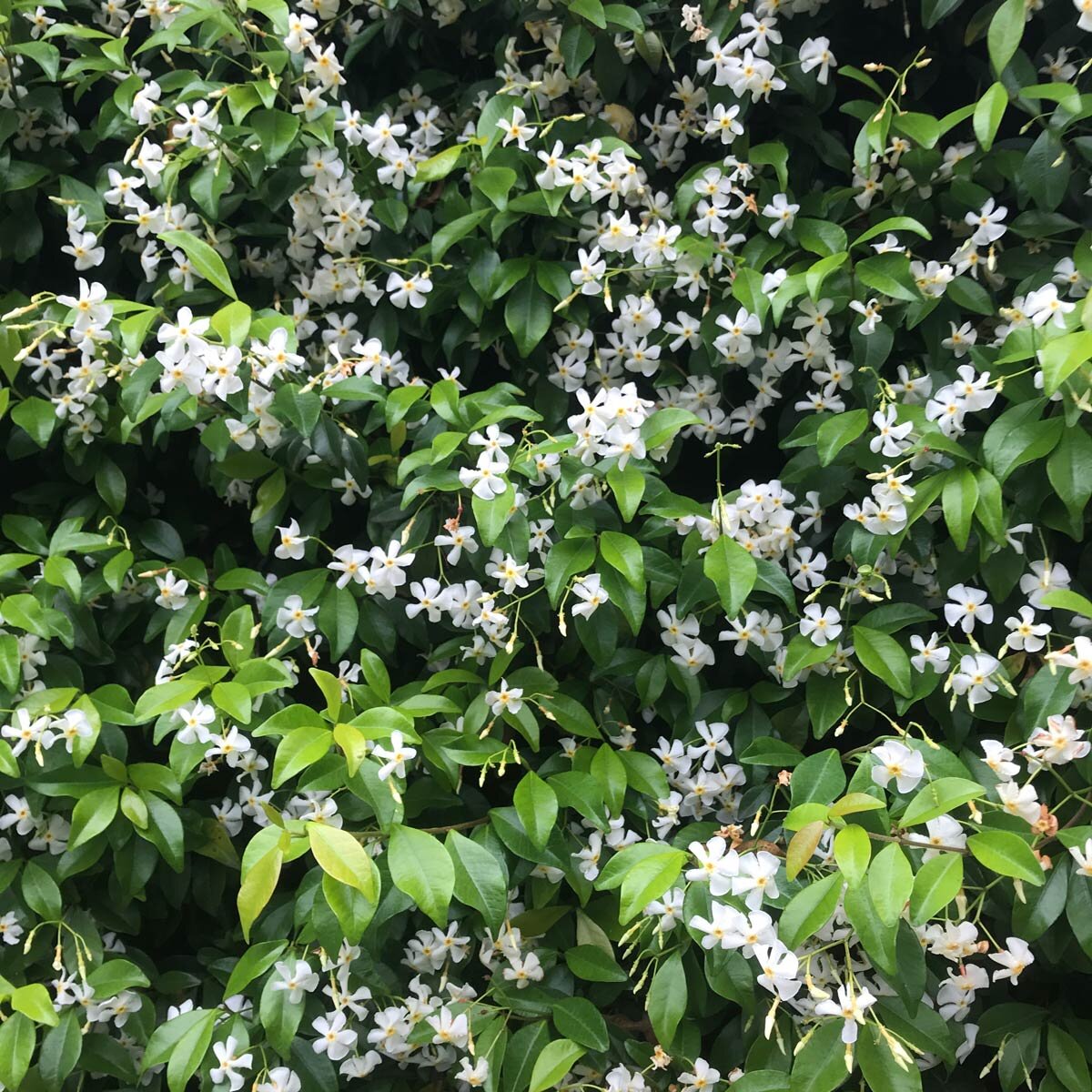 Trachelospermum Jasminoides