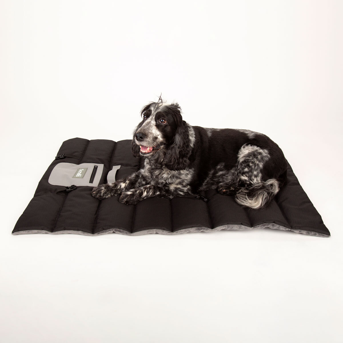 Black and White Dog on Travel Bed