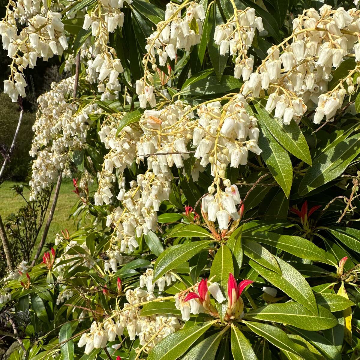 Cream flowers