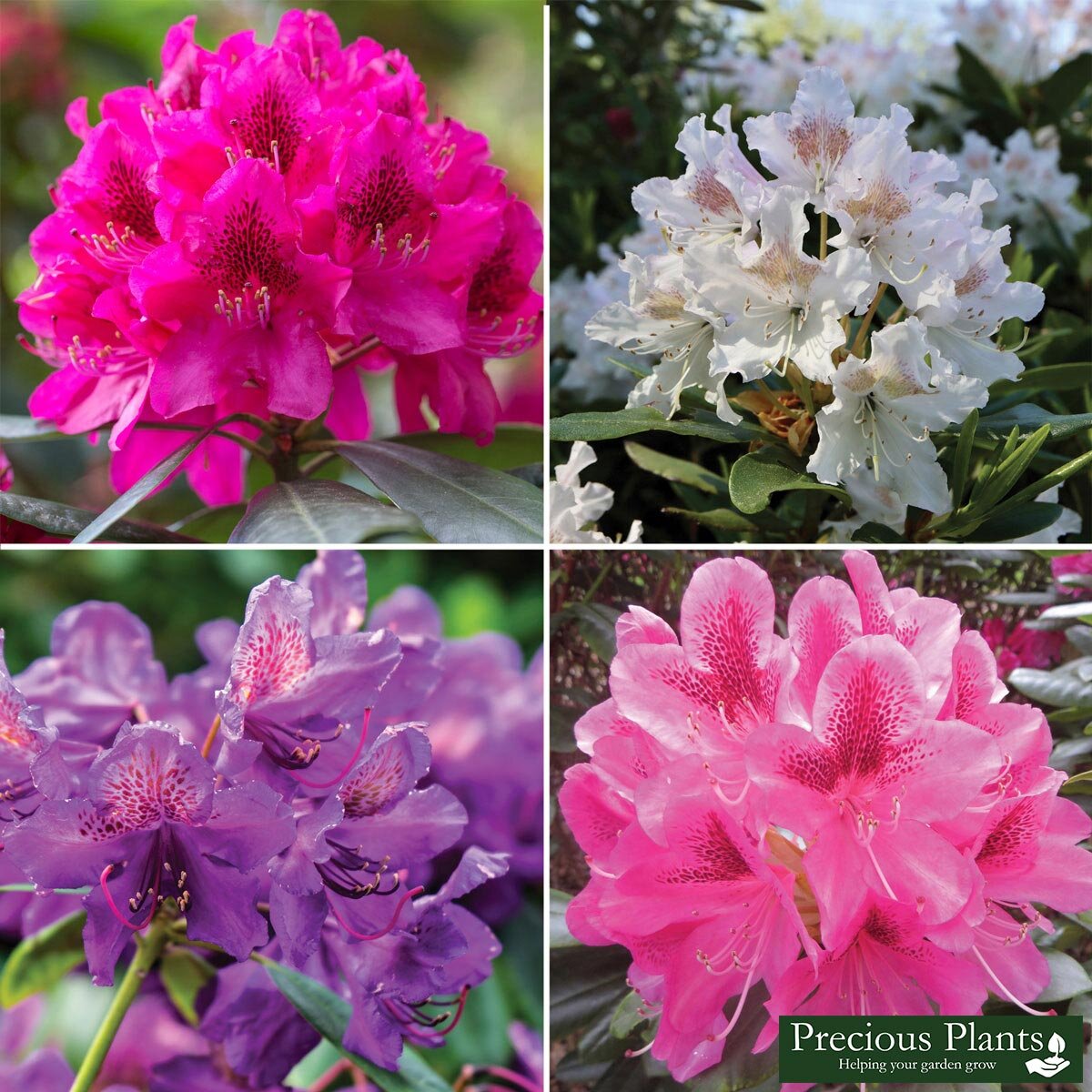 Rhododendron Collection, 4 Pots | Costco UK